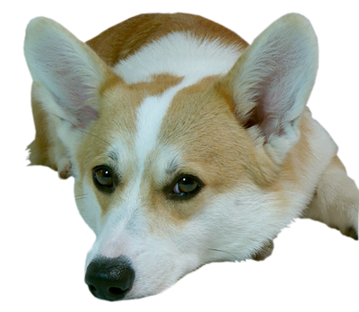 Picture of a cute, patient corgi