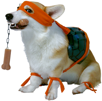A corgi dressed as Michaelangelo.  You're welcome internet.