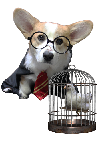 Scampi Potter.