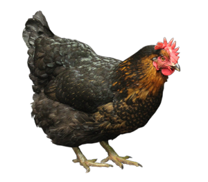 I really should have just named the chicken Woodstock from the beginning